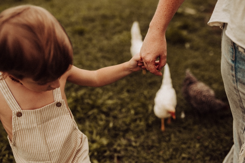 Family Photographer, a young boy golds his father's hand as chickens follow behind them in the grass